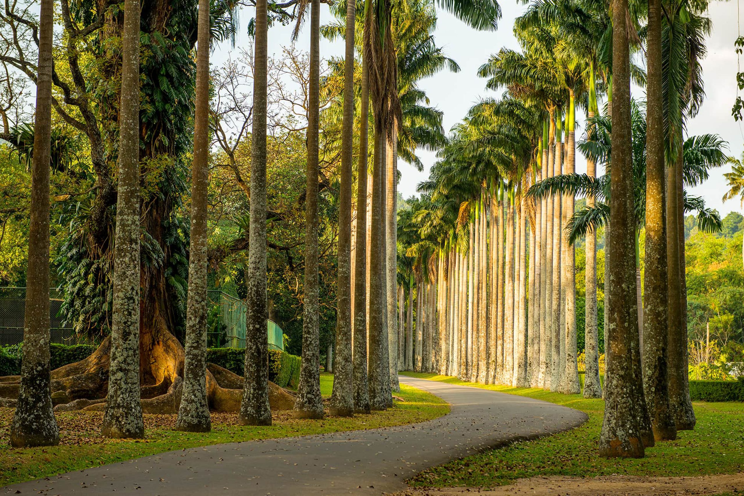 Peradeniya Botanical Garden
