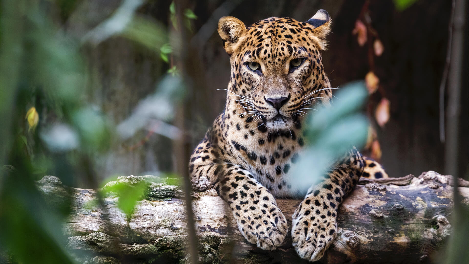 sri-lanka-leopard-asian (1)
